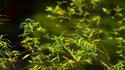 Stock Video Bamboo Leaves In The Morning Live Wallpaper For PC - Free Live Wallpaper