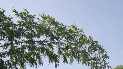 Stock Video Bamboo In The Sun Live Wallpaper For PC - Free Live Wallpaper