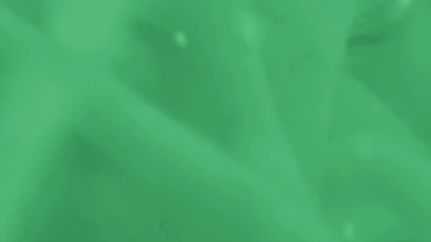 Stock Video Bacteria Under Oxygenated Liquid Live Wallpaper For PC - Free Live Wallpaper