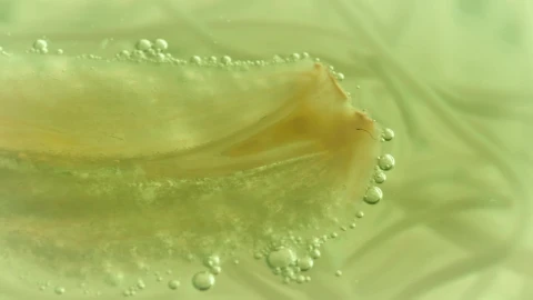 Stock Video Bacteria Under Microscope Live Wallpaper For PC - Free Live Wallpaper