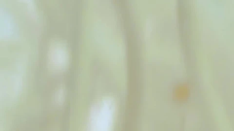 Stock Video Bacteria On The Move Live Wallpaper For PC - Free Live Wallpaper