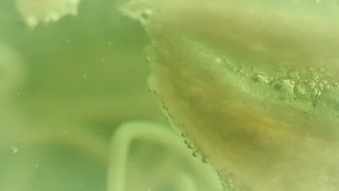 Stock Video Bacteria In Detail Live Wallpaper For PC - Free Live Wallpaper
