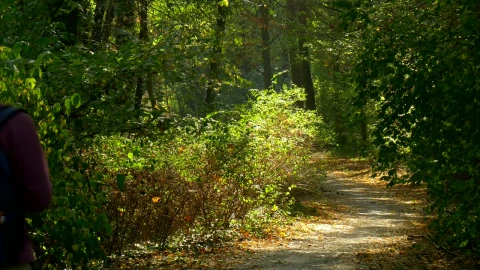 Stock Video Backpacker Walking And Reading Through The Woods Live Wallpaper For PC - Free Live Wallpaper