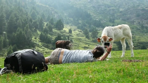 Stock Video Backpacker Filming A Calf In A Valley Live Wallpaper For PC - Free Live Wallpaper