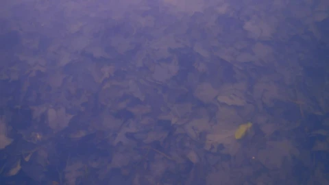 Stock Video Background Texture Of A Lake Covered In Fallen Autumn Leaves Live Wallpaper For PC - Free Live Wallpaper