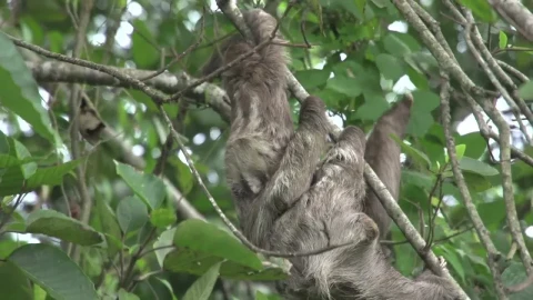 Stock Video Baby Sloth With His Mom In A Tree Live Wallpaper For PC - Free Live Wallpaper