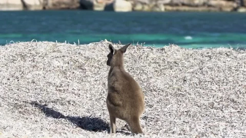 Stock Video Baby Kangaroo Relaxing On The Beach Live Wallpaper For PC - Free Live Wallpaper