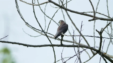 Stock Video Baby Eagle In A Tree Live Wallpaper For PC - Free Live Wallpaper