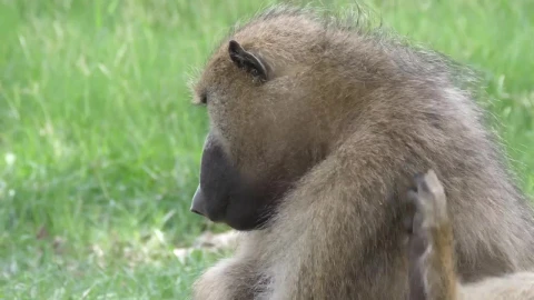 Stock Video Baboon Monkey Eating Seeds Live Wallpaper For PC - Free Live Wallpaper