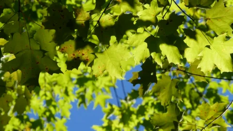 Stock Video Autumn Maple Leaves Being Moved By The Wind Live Wallpaper For PC - Free Live Wallpaper