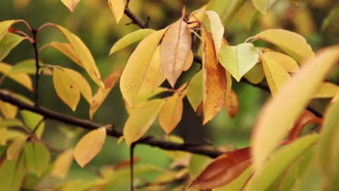 Stock Video Autumn Leaves With A Hanging Frame Live Wallpaper For PC - Free Live Wallpaper