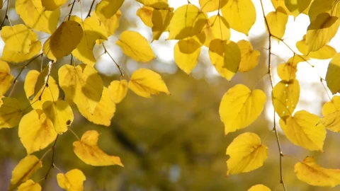 Stock Video Autumn Leaves Turning Brown Live Wallpaper For PC - Free Live Wallpaper