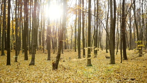 Stock Video Autumn Leaves Falling In The Forest Live Wallpaper For PC - Free Live Wallpaper
