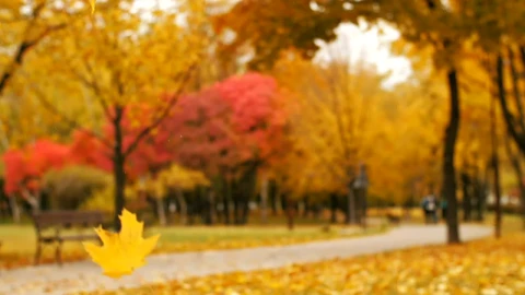Stock Video Autumn Leaves Falling In A Park Live Wallpaper For PC - Free Live Wallpaper