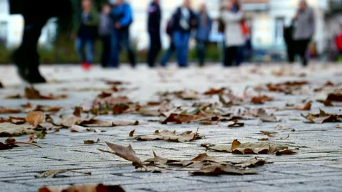 Stock Video Autumn Leaves And People Walking In The Background Live Wallpaper For PC - Free Live Wallpaper
