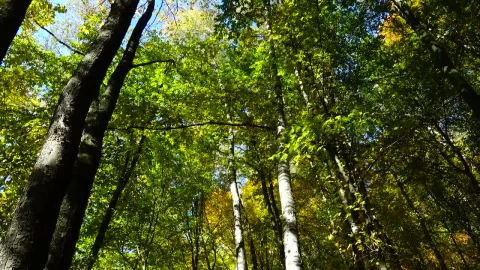 Stock Video Autumn In Woodland Live Wallpaper For PC - Free Live Wallpaper