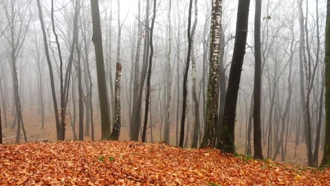 Stock Video Autumn In A Forest Live Wallpaper For PC - Free Live Wallpaper