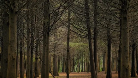 Stock Video Autumn Forest With Leafless Trees Live Wallpaper For PC - Free Live Wallpaper