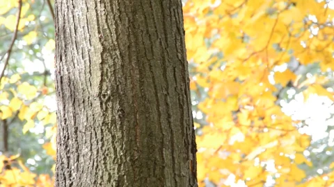 Stock Video Autumn Forest Leaves Live Wallpaper For PC - Free Live Wallpaper