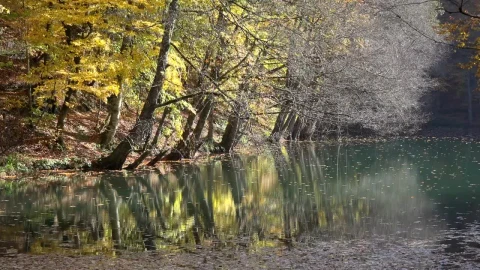 Stock Video Autumn Forest And A Lake Live Wallpaper For PC - Free Live Wallpaper
