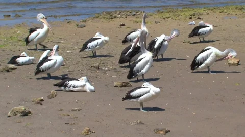 Stock Video Australian Pelicans At The Beach Live Wallpaper For PC - Free Live Wallpaper