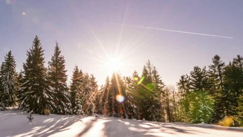 Stock Video Aurora Behind The Pines Of A Snowy Forest Live Wallpaper For PC - Free Live Wallpaper