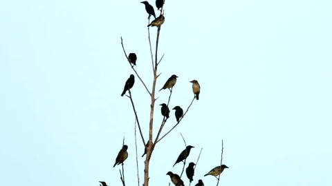 Stock Video Asian Starlings In A Large Group Live Wallpaper For PC - Free Live Wallpaper