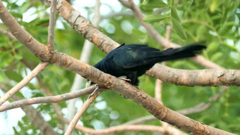 Stock Video Asian Koel In The Wild Live Wallpaper For PC - Free Live Wallpaper