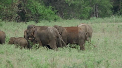 Stock Video Asian Elephants With Baby Elephants Live Wallpaper For PC - Free Live Wallpaper