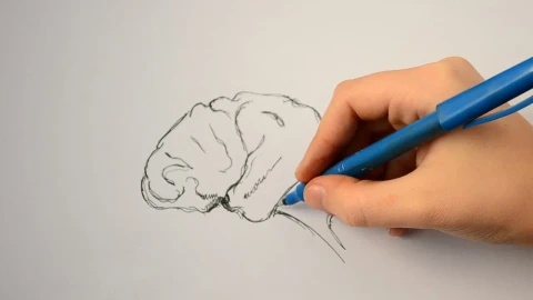 Stock Video Artist Drawing A Human Brain Live Wallpaper For PC - Free Live Wallpaper