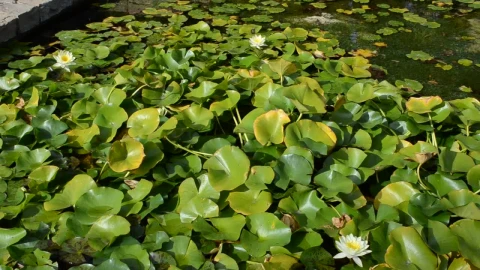Stock Video Artificial Pond In Spain Live Wallpaper For PC - Free Live Wallpaper