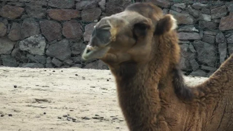 Stock Video Arabian Camel While Eating Live Wallpaper For PC - Free Live Wallpaper