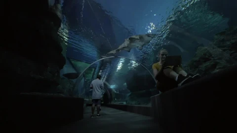 Stock Video Aquarium Tunnel Of Sharks Live Wallpaper For PC - Free Live Wallpaper