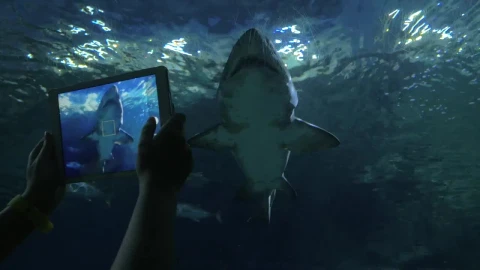 Stock Video Aquarium Filled With Sharks Live Wallpaper For PC - Free Live Wallpaper