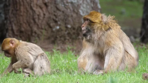 Stock Video Apes Eating Grass Live Wallpaper For PC - Free Live Wallpaper