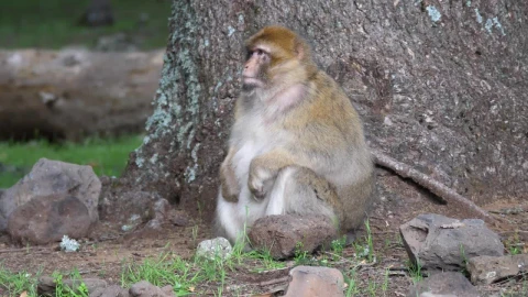 Stock Video Ape Looking For Food Live Wallpaper For PC - Free Live Wallpaper