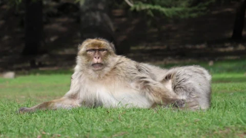 Stock Video Ape Laying On The Grass Live Wallpaper For PC - Free Live Wallpaper
