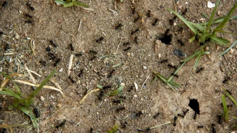 Stock Video Ants Working Near Their Anthill Live Wallpaper For PC - Free Live Wallpaper