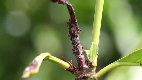 Stock Video Ants Swarming On A Leaf Live Wallpaper For PC - Free Live Wallpaper
