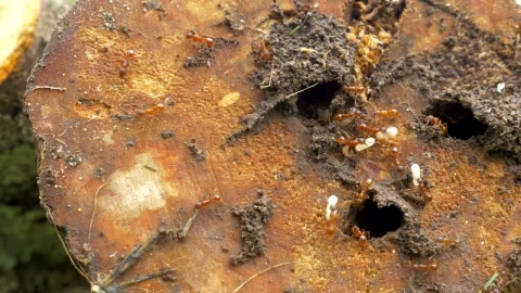Stock Video Ants Working Around A Nest Live Wallpaper For PC - Free Live Wallpaper