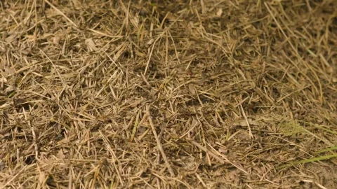 Stock Video Ants Running Across The Ground Live Wallpaper For PC - Free Live Wallpaper
