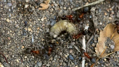 Stock Video Ants Fighting A Larva Live Wallpaper For PC - Free Live Wallpaper