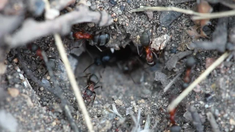 Stock Video Ants In An Anthill Live Wallpaper For PC - Free Live Wallpaper