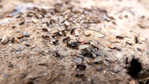 Stock Video Ants Entering Its Anthill Live Wallpaper For PC - Free Live Wallpaper