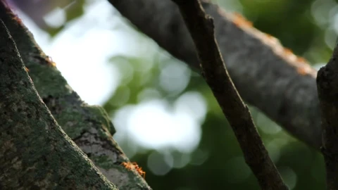 Stock Video Ants Crawling Along Low Branches Live Wallpaper For PC - Free Live Wallpaper