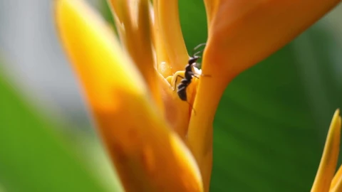 Stock Video Ants Climbing Over A Wildflower Live Wallpaper For PC - Free Live Wallpaper