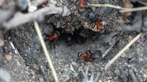 Stock Video Ants At The Entrance Of An Anthill Live Wallpaper For PC - Free Live Wallpaper
