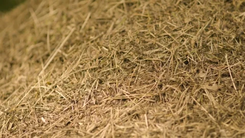 Stock Video Ants Building A Nest Live Wallpaper For PC - Free Live Wallpaper