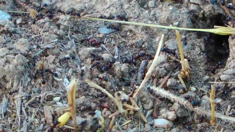 Stock Video Anthill In The Ground Time Lapse Live Wallpaper For PC - Free Live Wallpaper