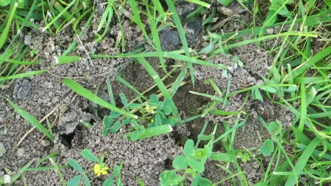 Stock Video Anthill In The Grass Live Wallpaper For PC - Free Live Wallpaper